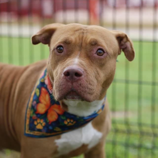 Serenity, a Pit Bull Terrier, available for adoption