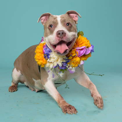 Daffodil, a American Staffordshire Terrier, available for adoption