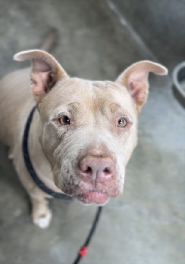 Mama, a Pit Bull Terrier, available for adoption