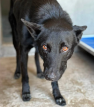 Robin, a German Shepherd (mix breed), available for adoption