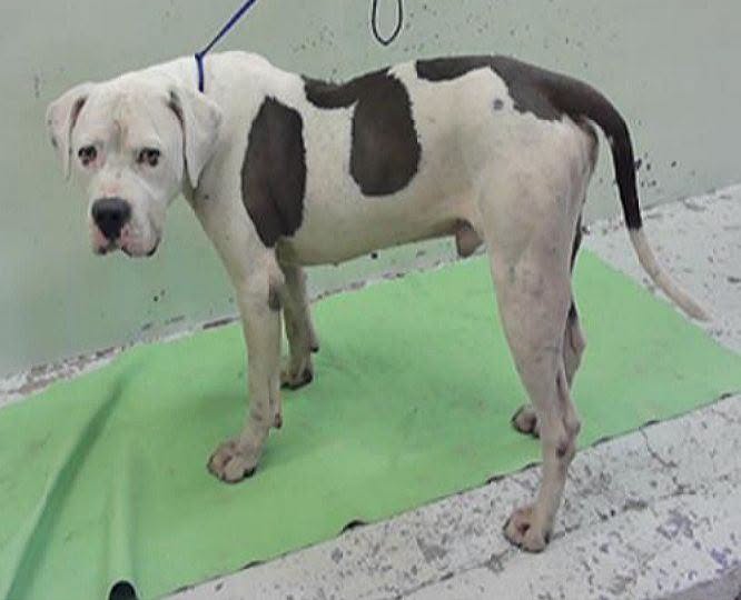 Baldwin, a American Bulldog, available for adoption
