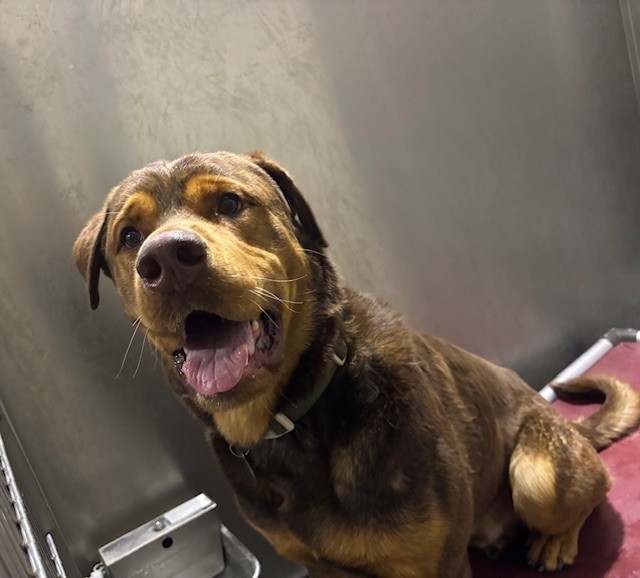 Oso, a Rottweiler, available for adoption