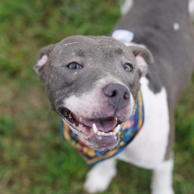 08/01/2026, a American Staffordshire Terrier, available for adoption