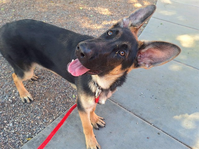 Koda, a German Shepherd, available for adoption