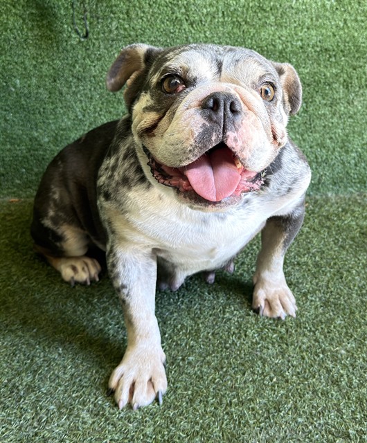 Marcy, a French Bulldog, available for adoption
