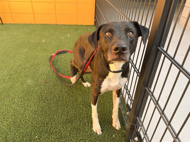 Aries, a Black Labrador Retriever (mix breed), available for adoption