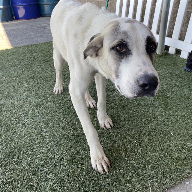 Adoptable pet photo