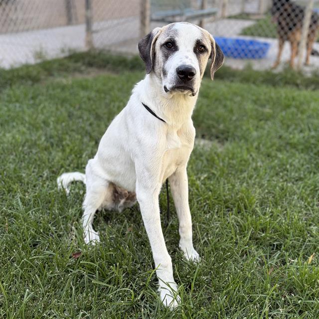 German Shorthaired Pointer available for adoption