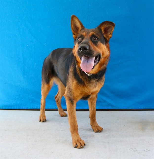 Adoptable pet photo