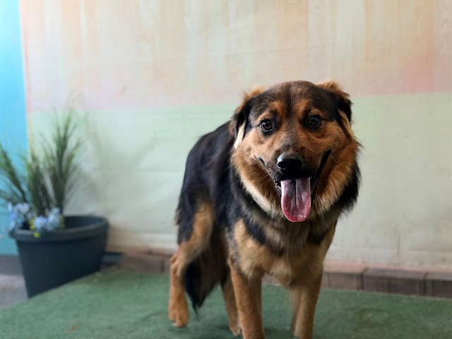 Adoptable pet photo