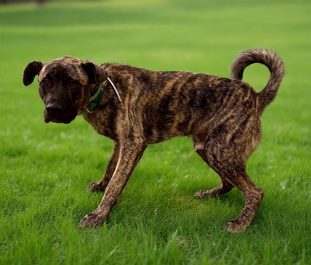 Adoptable pet photo
