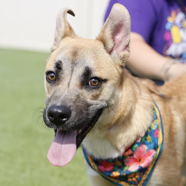 Adoptable pet photo