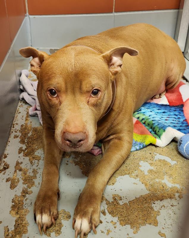Adoptable pet photo