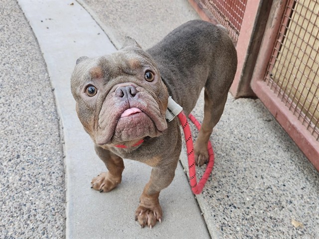 Adoptable pet photo