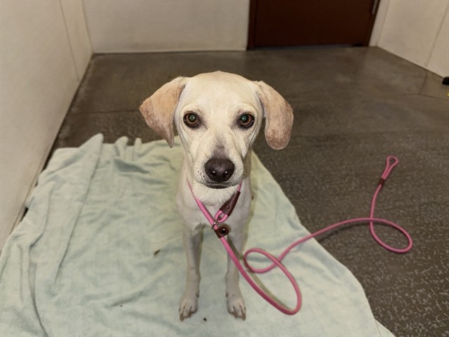 Adoptable pet photo