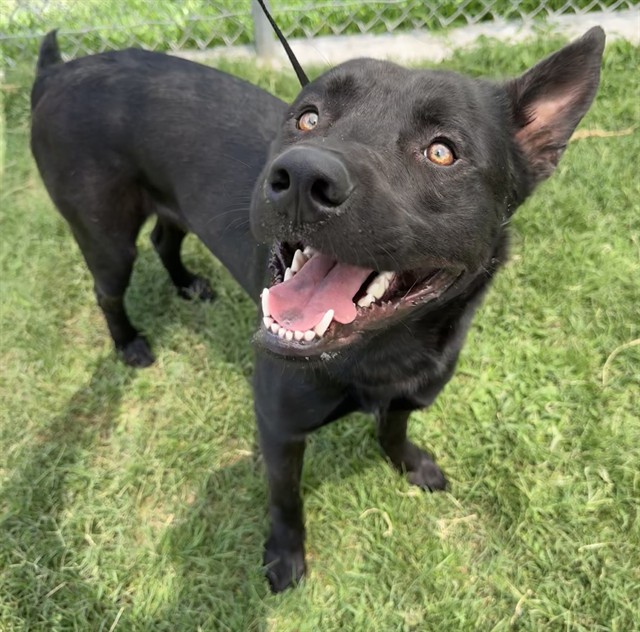 Adoptable pet photo