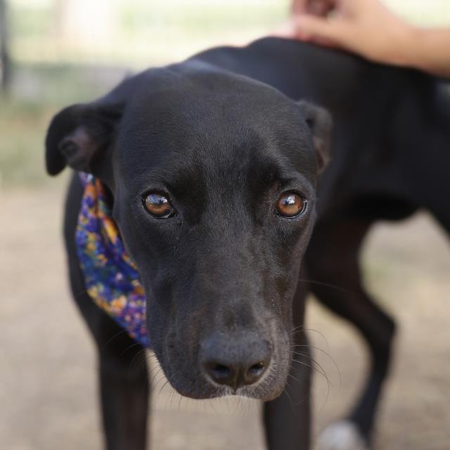 Boop, a Hound (mix breed), available for adoption