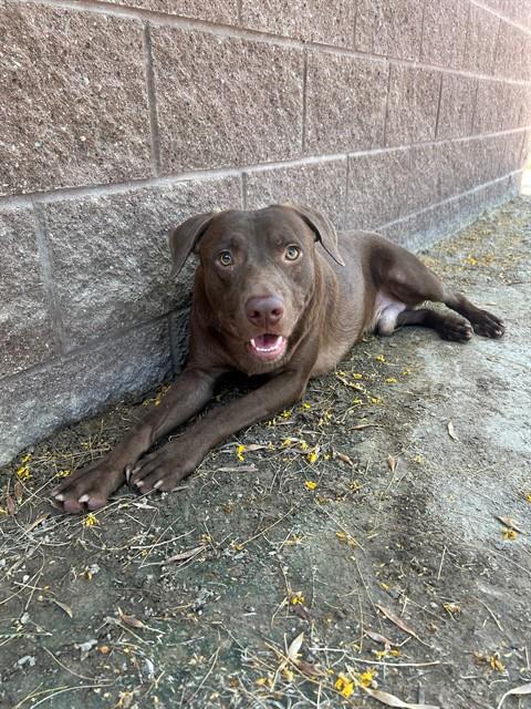 Flint, a Labrador Retriever (mix breed), available for adoption