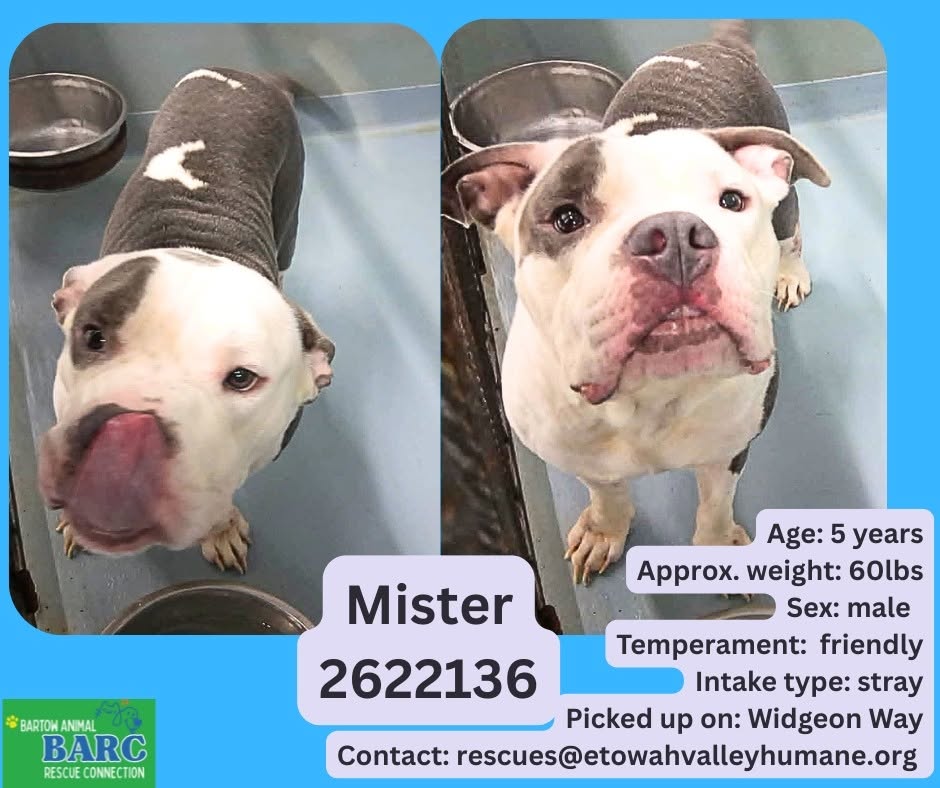 Mister, a American Staffordshire Terrier, available for adoption
