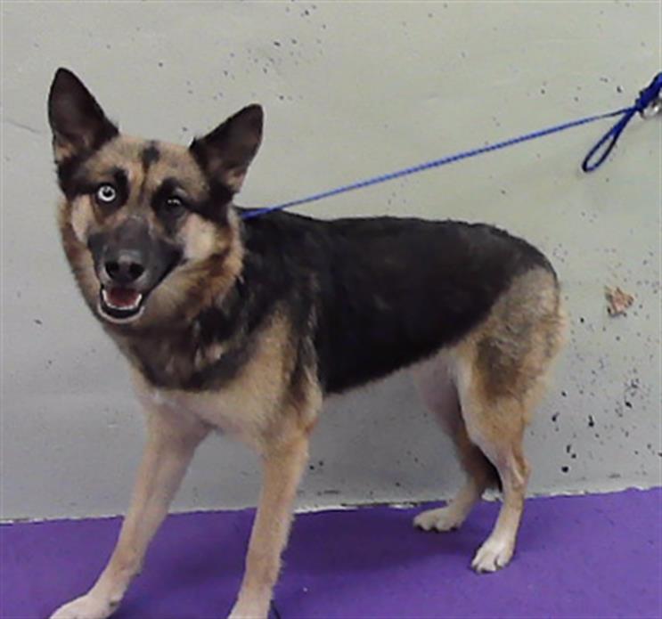 Lizzy, a German Shepherd (mix breed), available for adoption