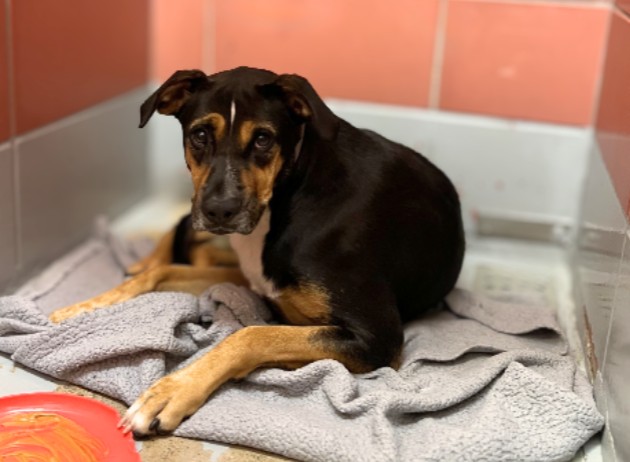 Juan, a Entlebucher (mix breed), available for adoption