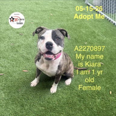 Kiara, a Pit Bull Terrier, available for adoption