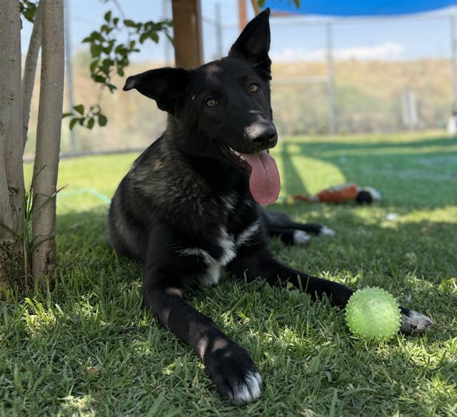 Bear, a Dutch Shepherd (mix breed), available for adoption