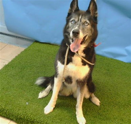 Marley, a Siberian Husky, available for adoption