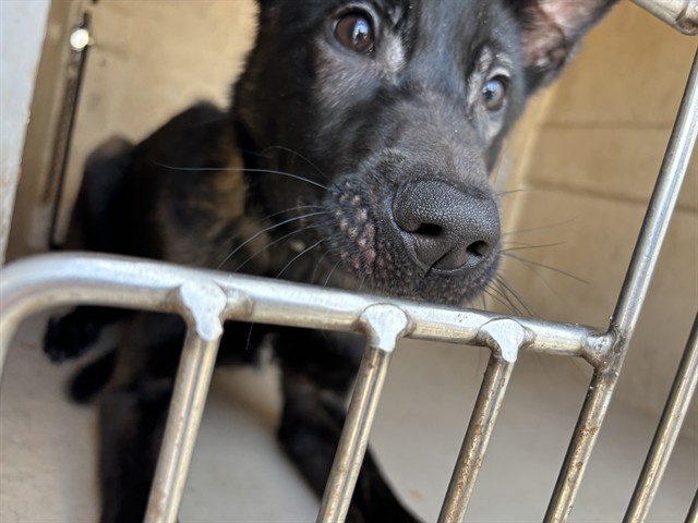 A478916, a Belgian Shepherd Malinois (mix breed), available for adoption