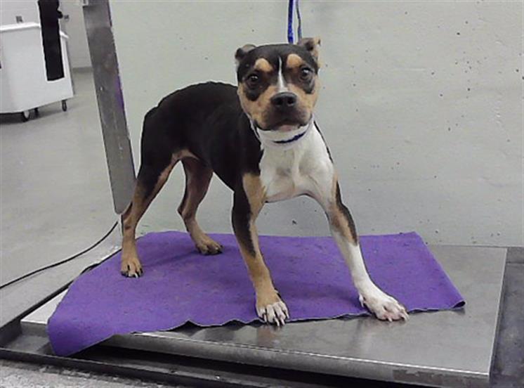 Lolipop, a Staffordshire Bull Terrier (mix breed), available for adoption