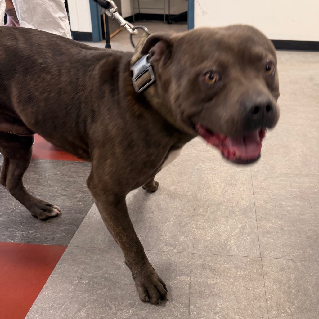Jameson, a Pit Bull Terrier (mix breed), available for adoption