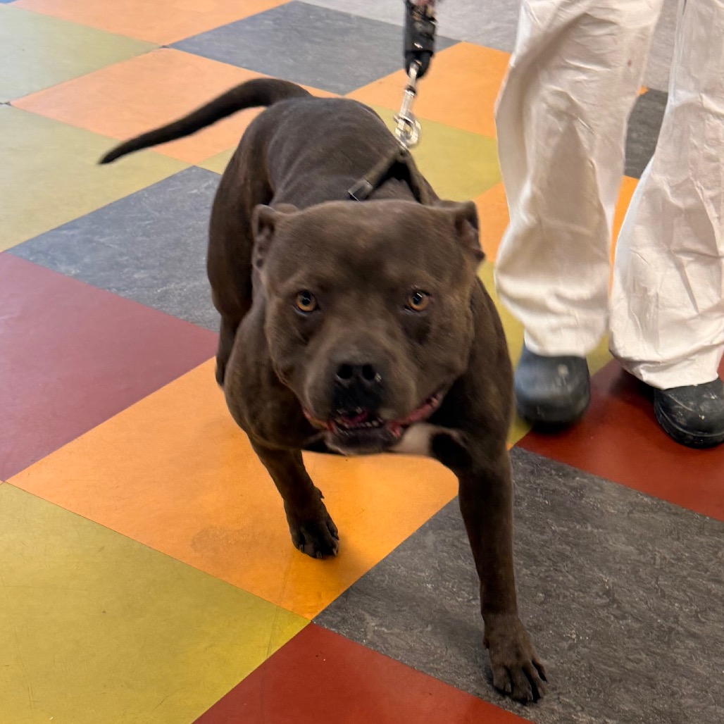 Other Photos of thie Dog