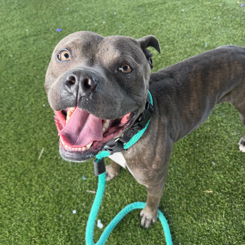 Jameson, a Pit Bull Terrier (mix breed), available for adoption