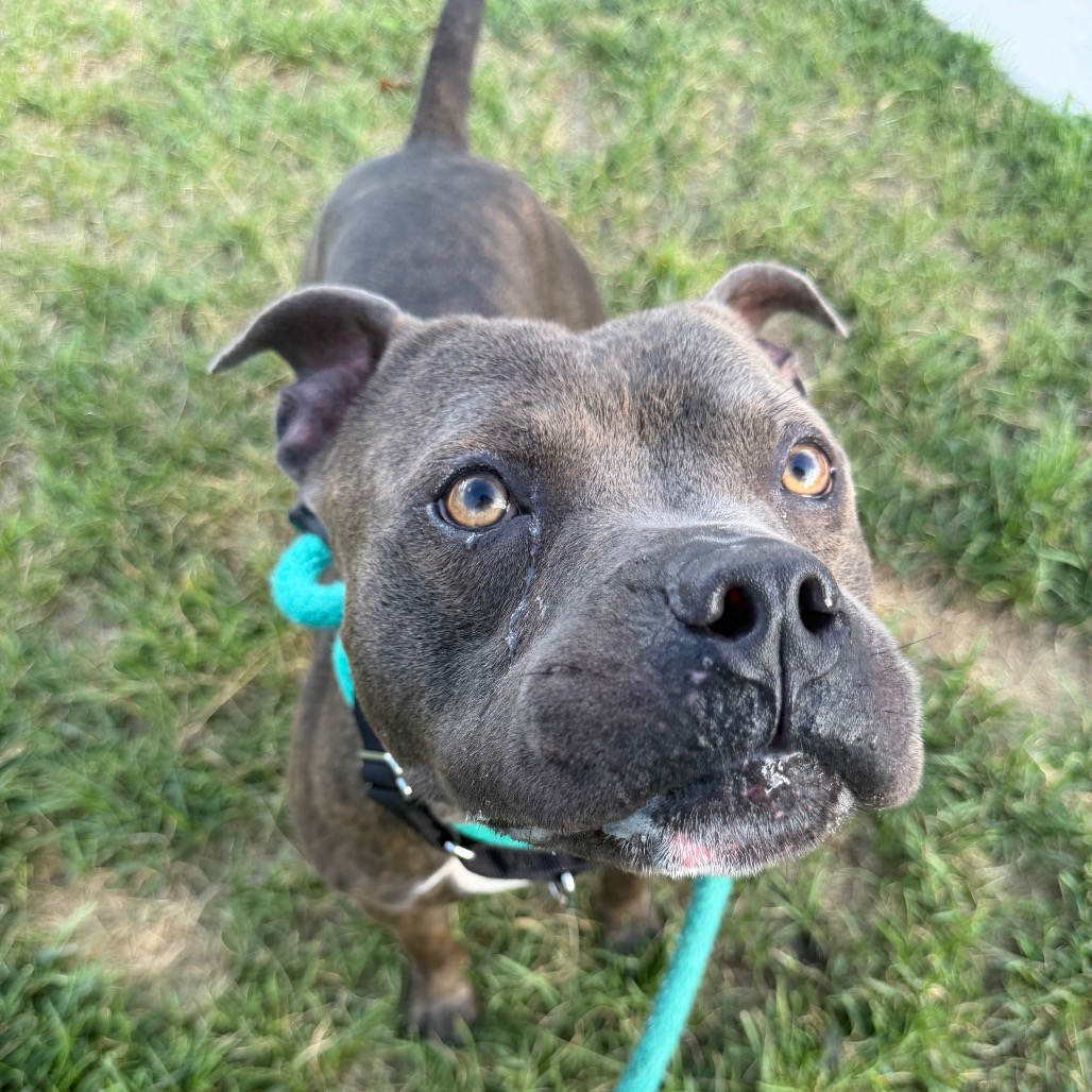 Other Photos of thie Dog