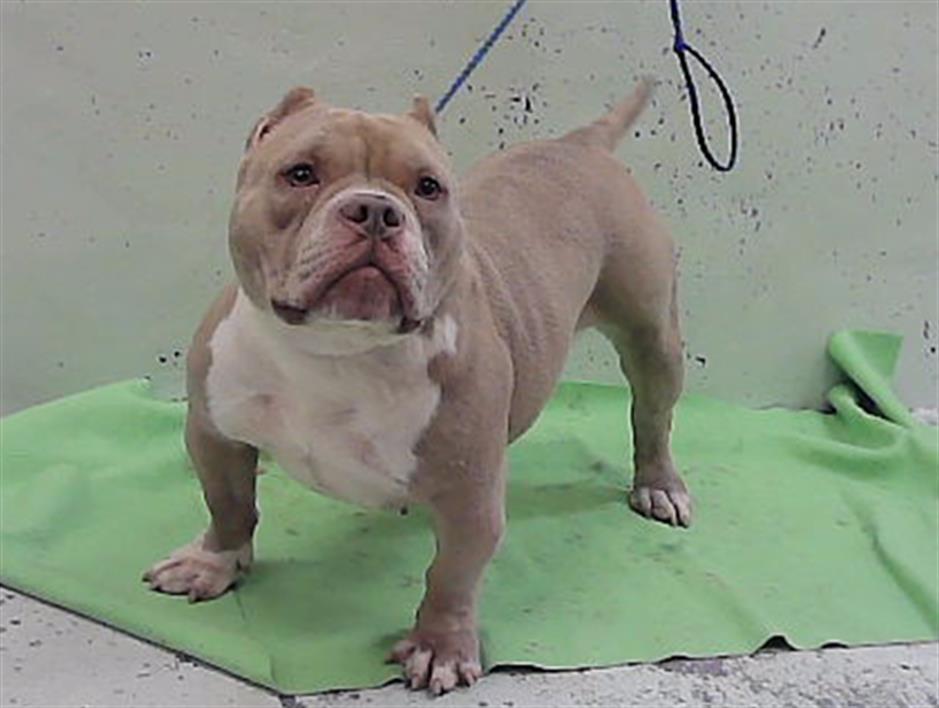 Victra, a American Bulldog (mix breed), available for adoption