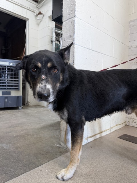 Lennox, a German Shepherd (mix breed), available for adoption