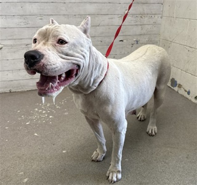 Sprinkles, a Dogo Argentino (mix breed), available for adoption