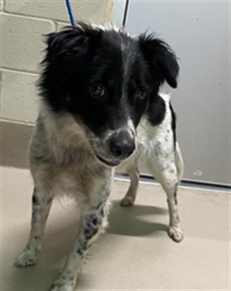 Luni, a Border Collie (mix breed), available for adoption