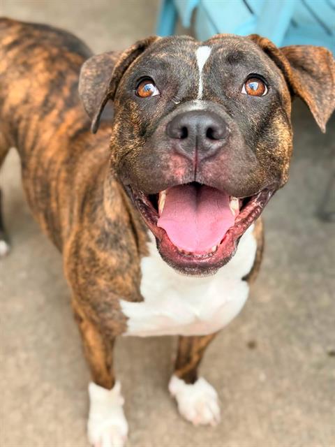 Lady Marmalade, a Pit Bull Terrier, available for adoption