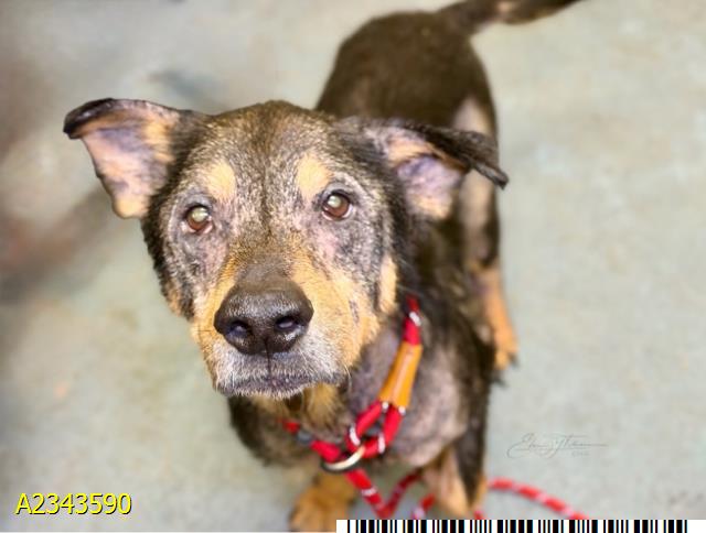 Rodger, a Hound (mix breed), available for adoption