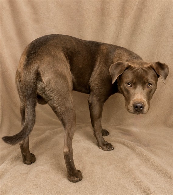 Blue, a Bullmastiff, available for adoption