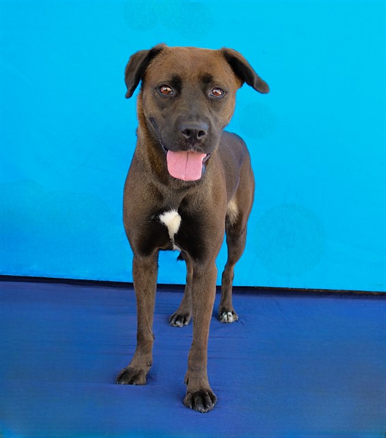 Shadow, a Labrador Retriever, available for adoption