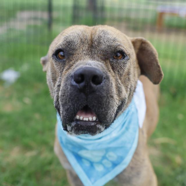 Theodore, a American Staffordshire Terrier (mix breed), available for adoption
