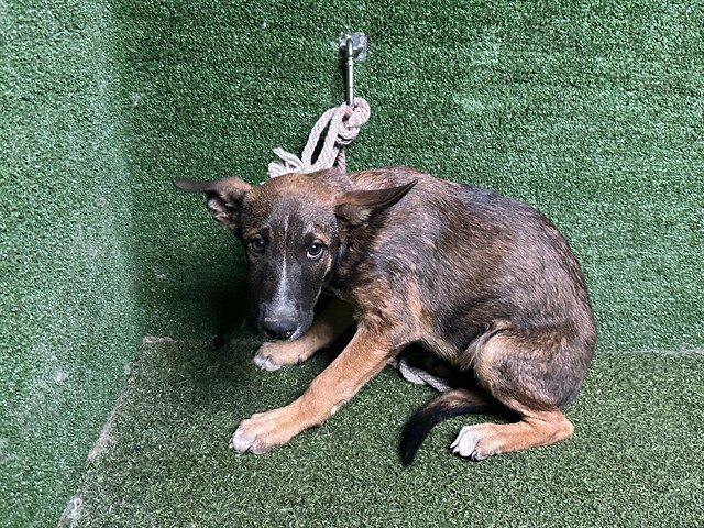 Harrison, a German Shepherd, available for adoption