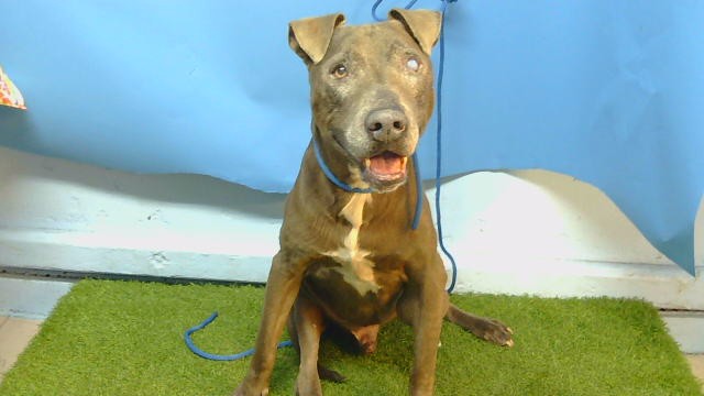 A5800504, a Bullmastiff, available for adoption