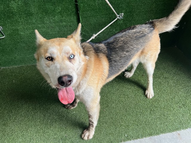 Harvey, a Husky, available for adoption