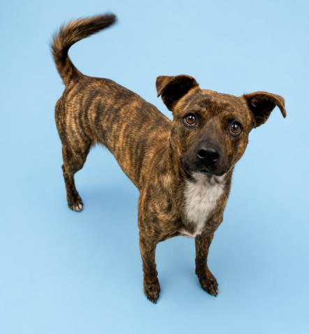 Carter, a Mountain Cur, available for adoption