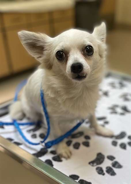 Rich, a Chihuahua (mix breed), available for adoption