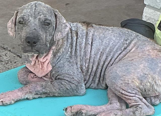 A035062, a Presa Canario, available for adoption