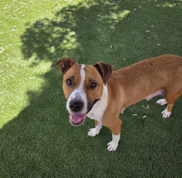Goldie, a American Staffordshire Terrier (mix breed), available for adoption